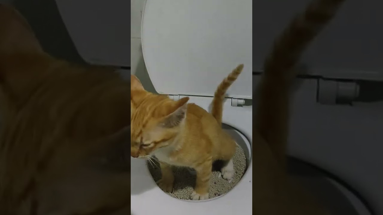 HOW TO TRAIN CAT TO USE TOILET: DAY 1 PRACTICE (SUCCESS! 🤩)