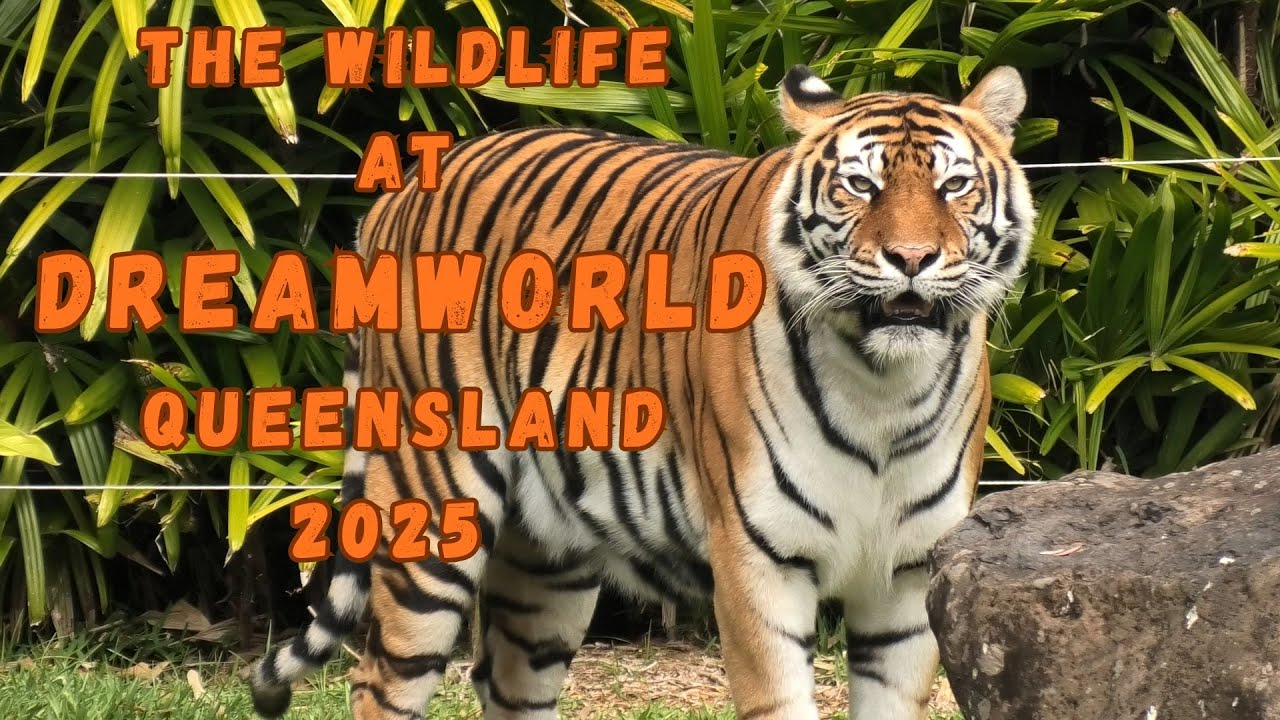 The Wildlife at Dreamworld Queensland 2025