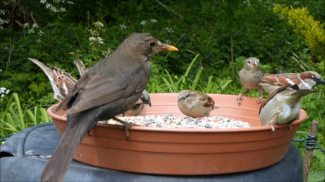 MERLE ET AUTRES OISEAUX (3) 2019 ENSEMBLE. BLACKBIRD AND OTHER BIRDS TOGETHER (France).