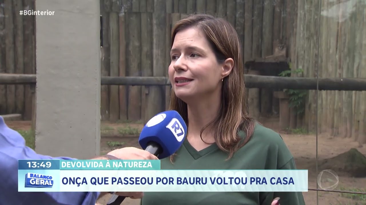 Devolvida à natureza: onça que passeou por Bauru voltou pra casa