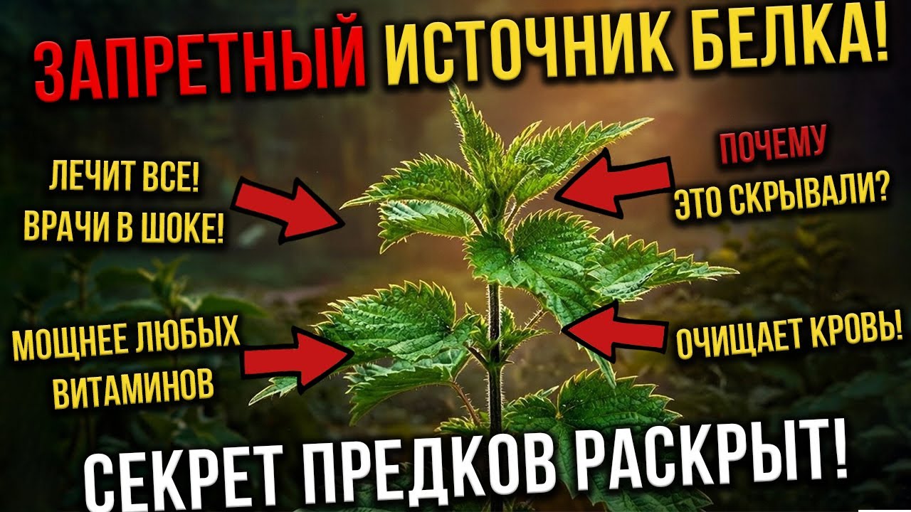 Сильнее МЯСА, полезнее МОЛОКА! Этот сорняк заменяет аптечку и склад продуктов.