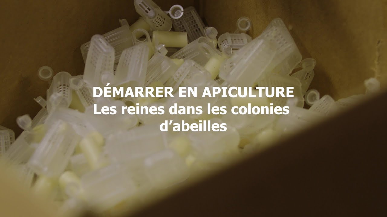 Les reines dans les colonies d'abeilles