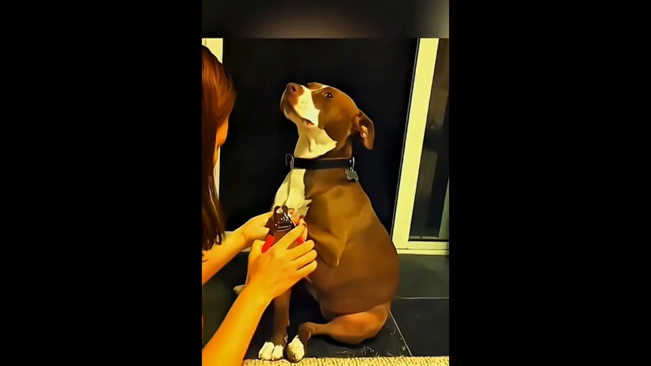 &iexcl;No creer&aacute;s c&oacute;mo estos perros manejan el corte de u&ntilde;as!
