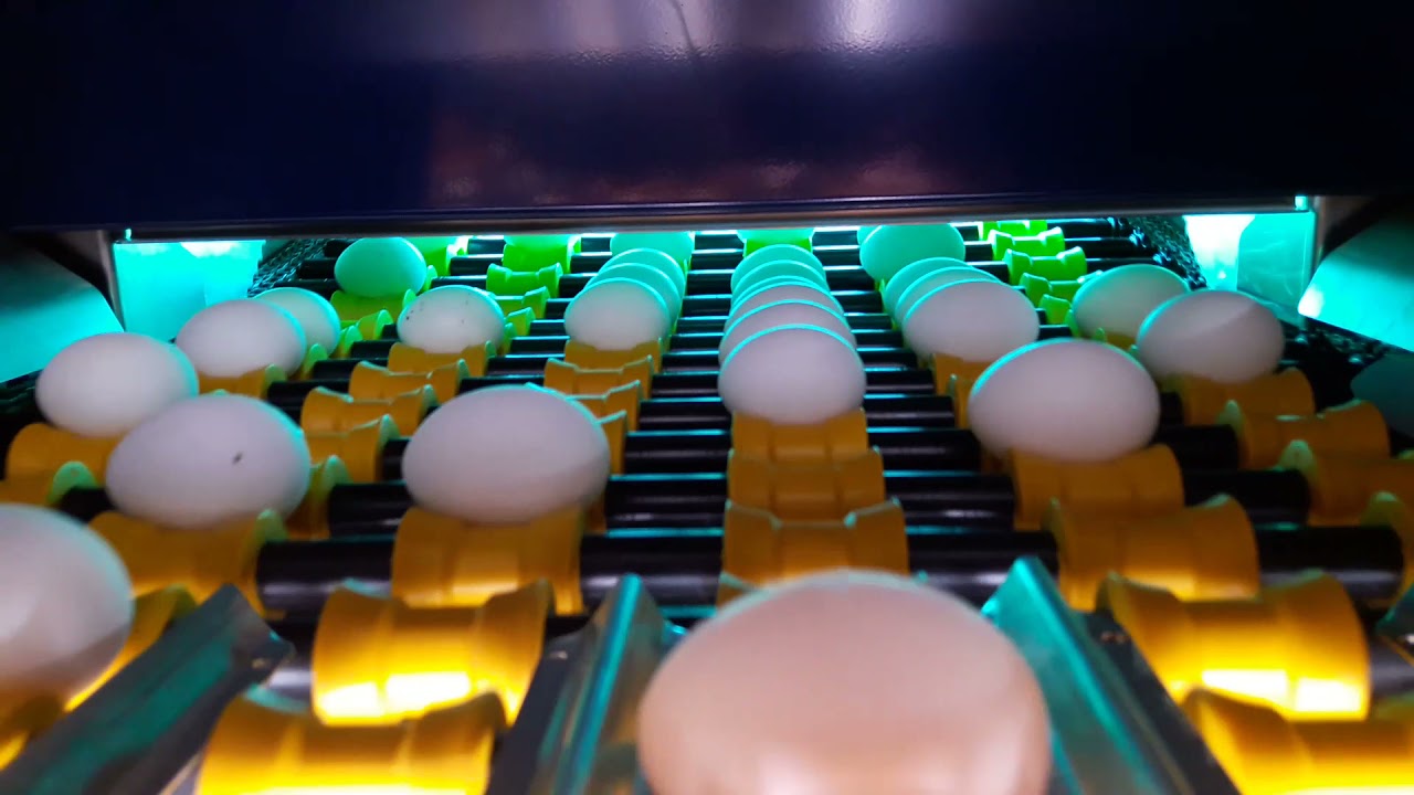 MOBA OMNIA XF2 Egg Grading & Packing Machine / MOBA OMNIA XF2 Yumurta Tasnif & Paketleme Makinesi