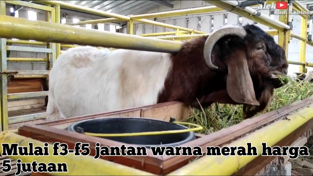 REVIEW PEJANTAN BOER, DAN RED BOER F3-F4 HARGA MULAI 5 JUTAAN