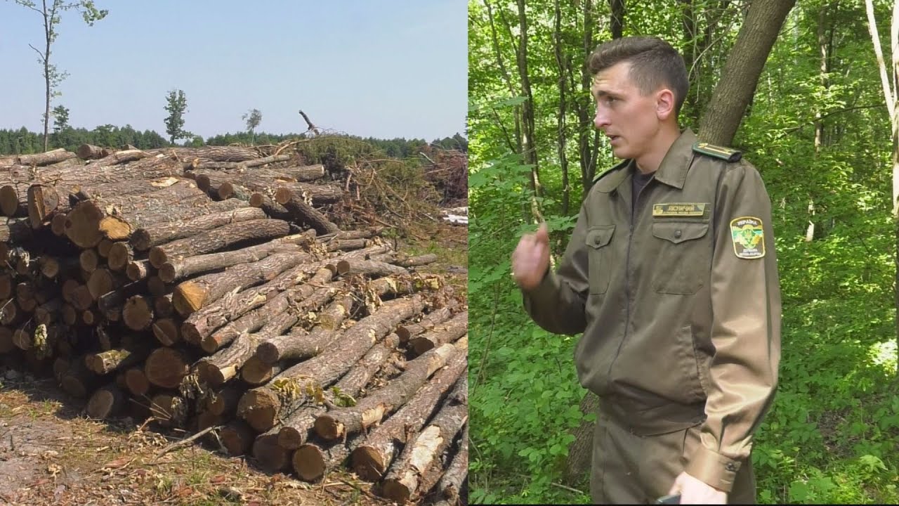 Рубають дуб, а кажуть, що дрова: волинські лісівники попалися «на гарячому»