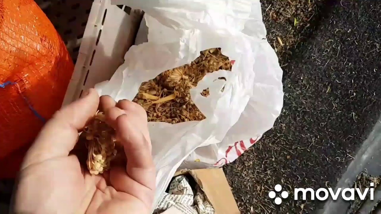 Лук севок на перо. Результат