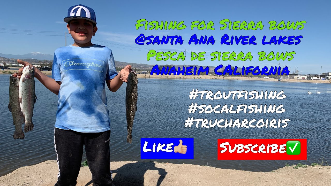 Fishing for Sierra Bows @ Santa Ana River Lakes- Pesca de Sierra Bows #socaltroutfishing #sierrabows