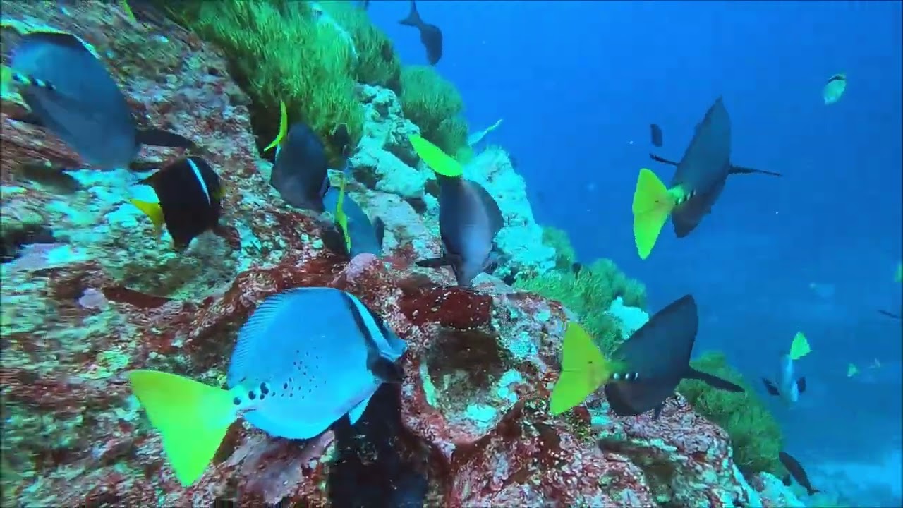 Buceo en Gordon Rocks Islas Galapagos