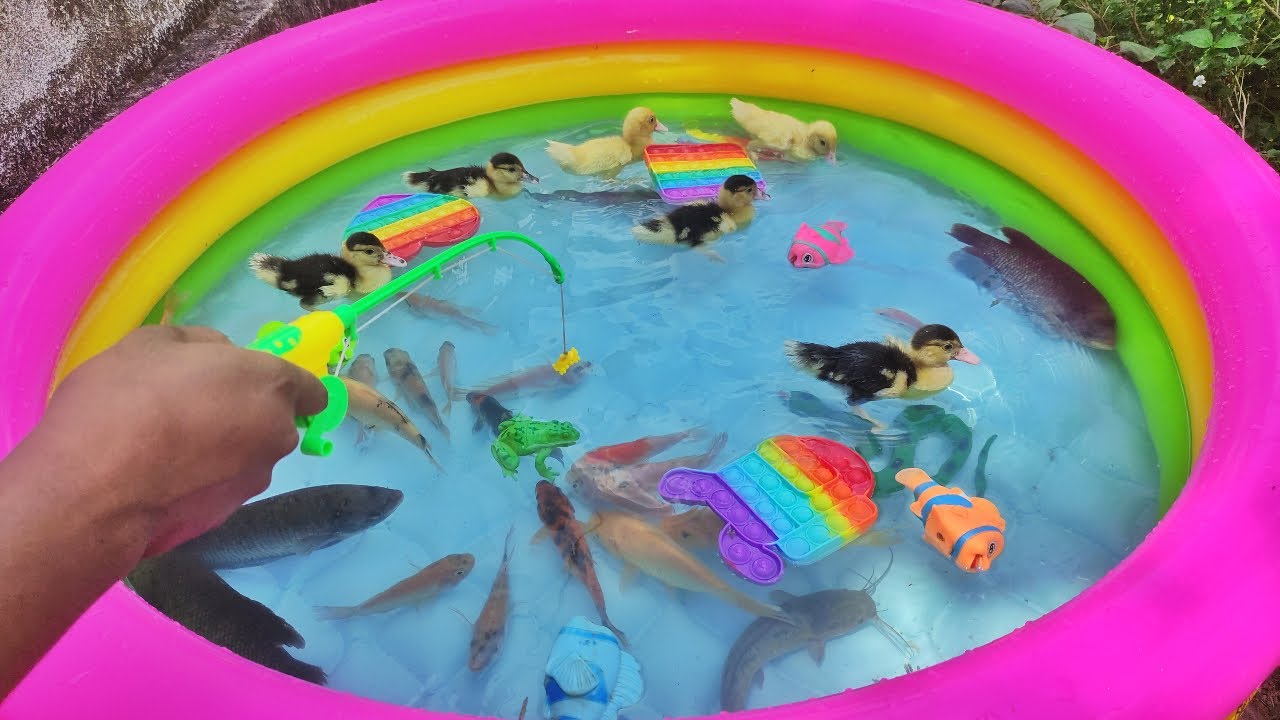 Memancing Ikan Hias, Anak Bebek Lucu, Anak Itik Berenang, Ikan Mas, Ikan Koi, Lele, Popit Nila part2