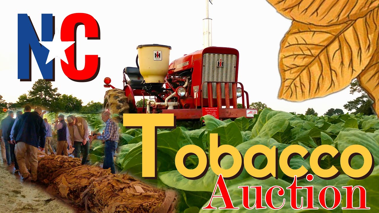 Аукцион имитации табака на ярмарке штата Северная Каролина 2025 г. #farmall51 #farming #tobaccoau...