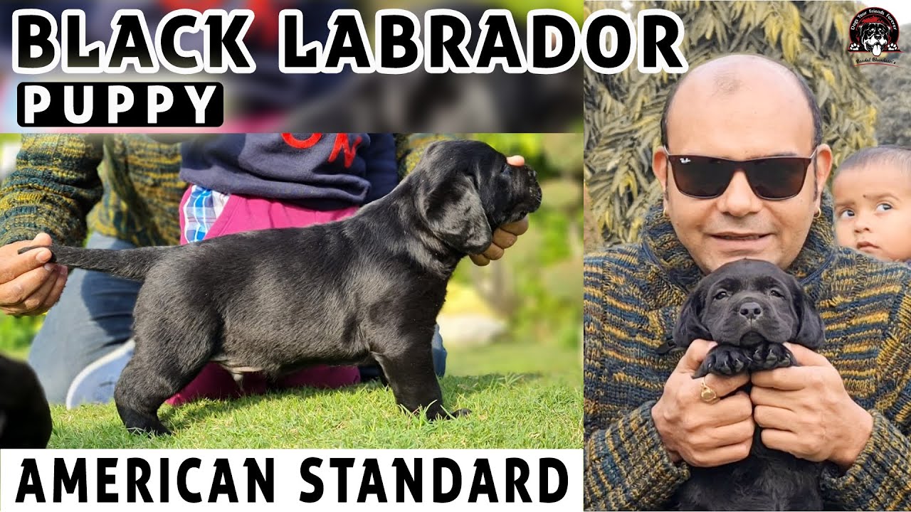 Cutest Labrador Puppies - Show Quality Dogs || American Standard Puppy Dog Breed || Baadal Bhandaari