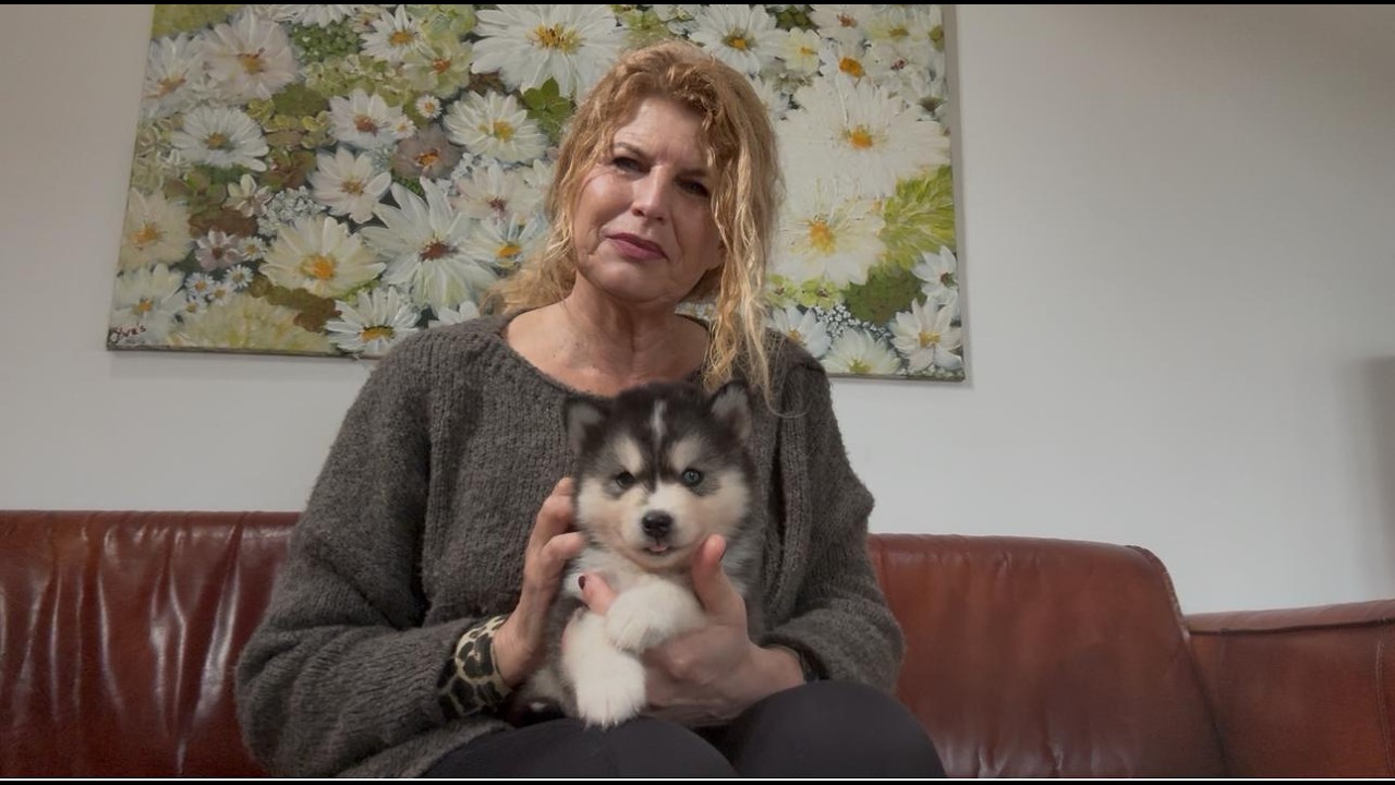 Pomsky pups beschikbaar 13 maart 2026