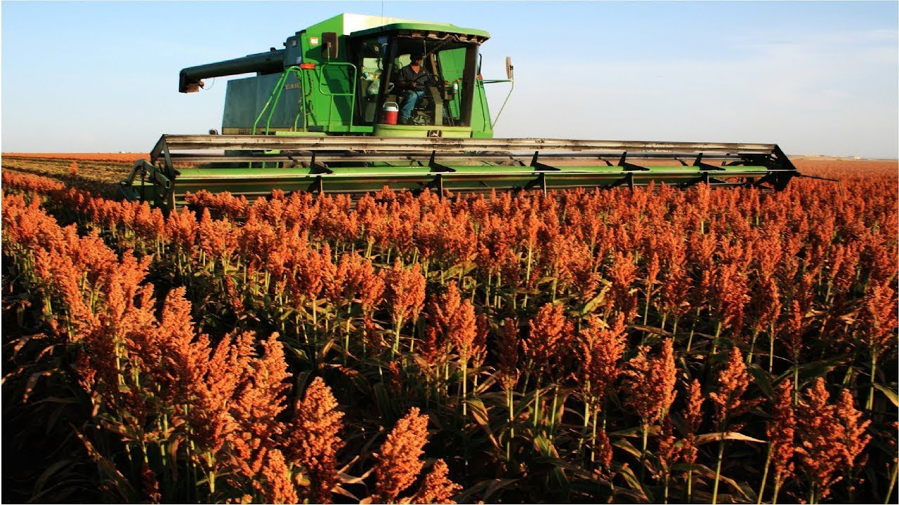 World Important Cereal Harvesting - Sorghum Cultivation Technology - Sorghum Harvest Machine