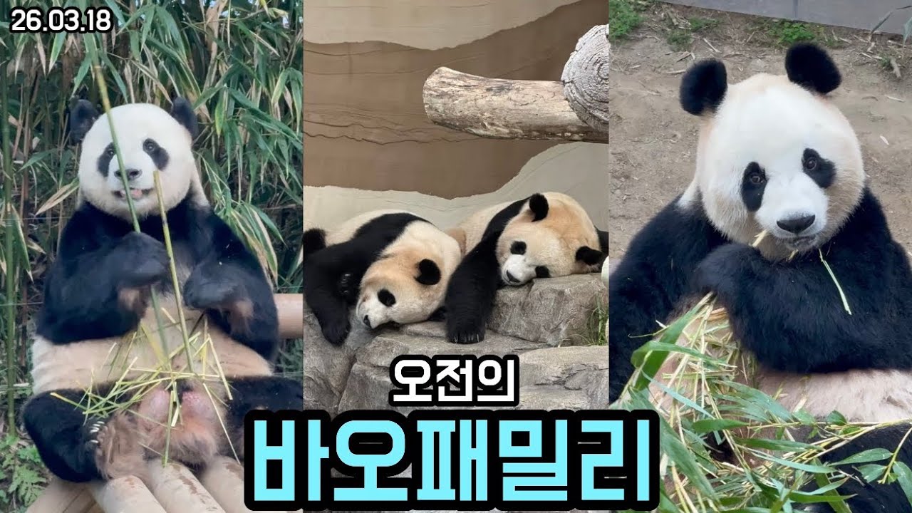 26.03.18 비오는 봄날 오전의 바오패밀리😊🌸