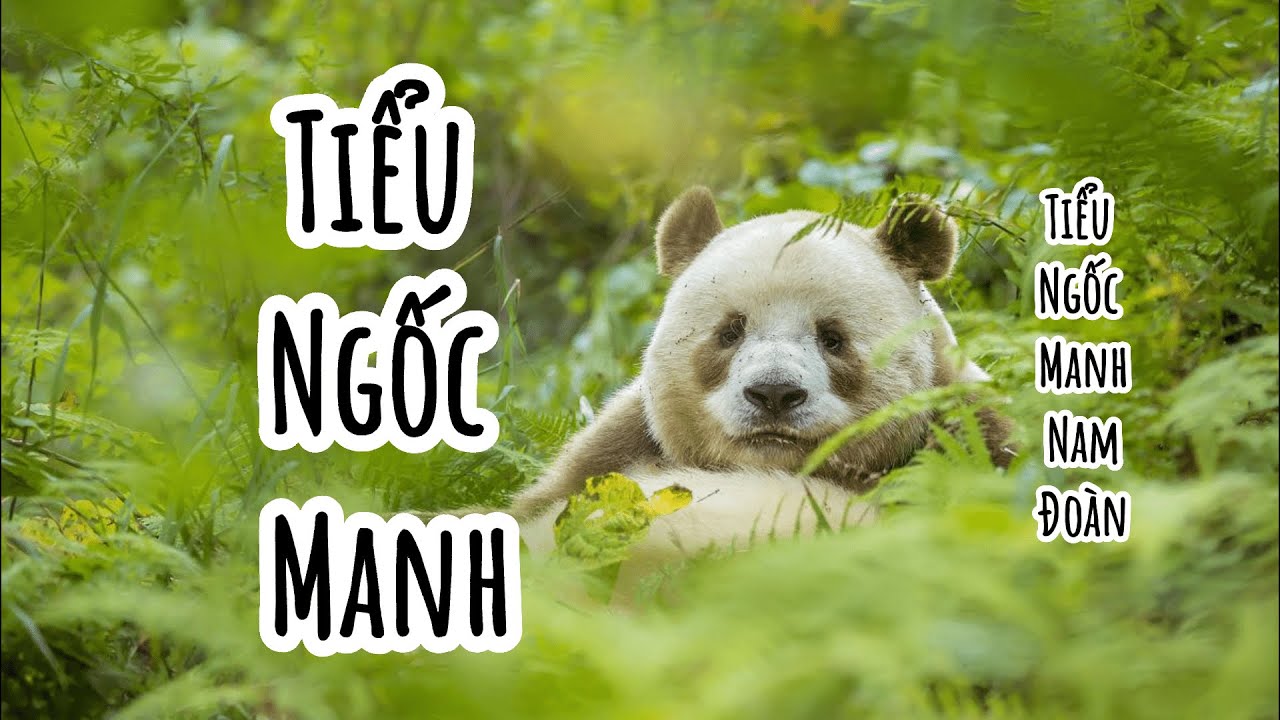 [Vietsub|Thất Tử/Qizai BGM] Tiểu Ngốc Manh - Tiểu Ngốc Manh nam đoàn | 小呆萌 – 小呆萌男团