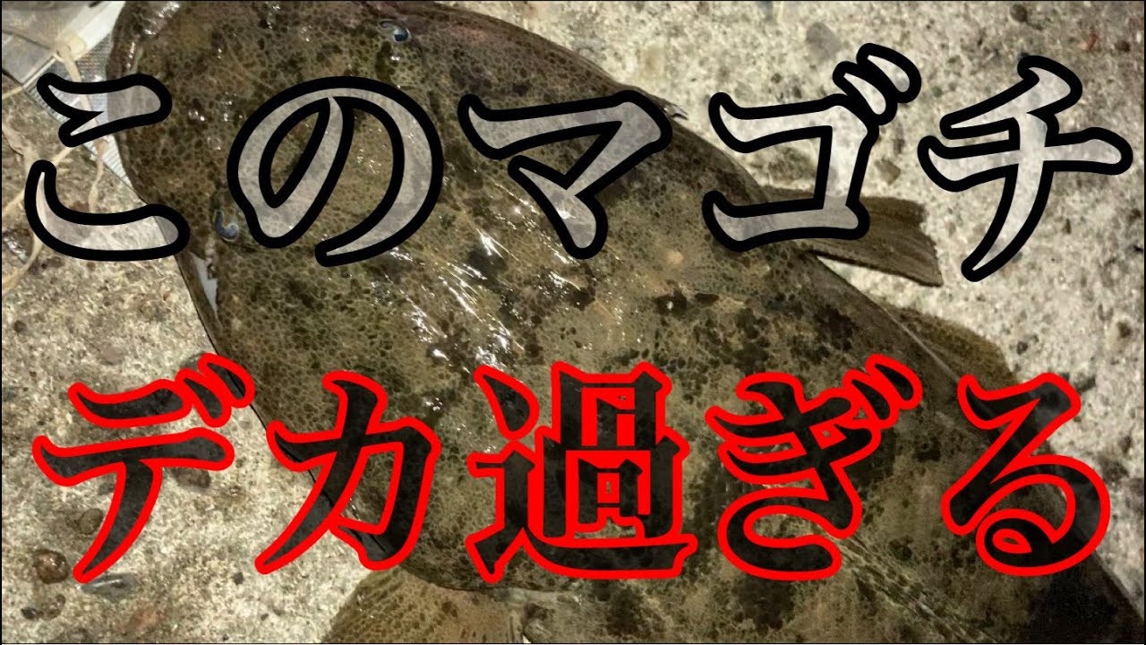 真冬の河口でヤバ過ぎるサイズのマゴチが釣れた！！！！ヒットシーンまでノーカット🔥