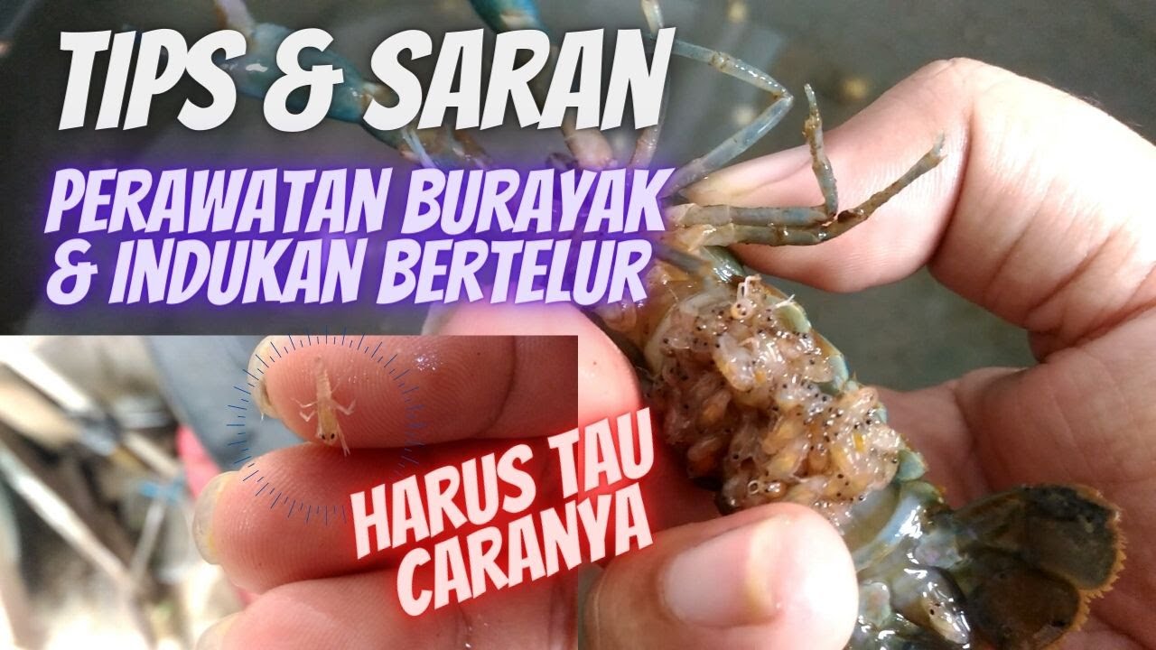 Tips & Saran Cara Perawatan Indukan Lobster Air Tawar Bertelur & Burayak Lobster AIr tawar.