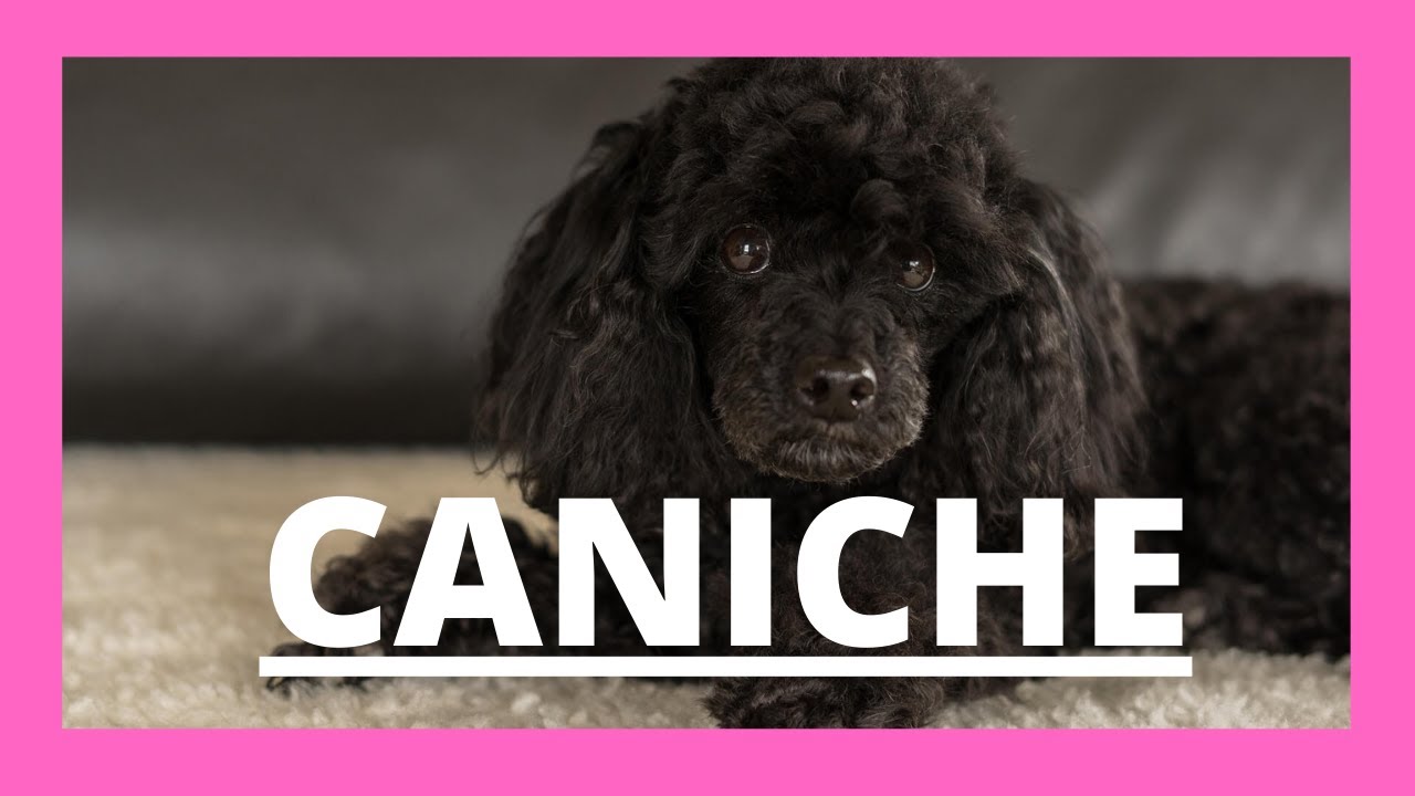 Caniche - Cuidados e Información Veterinaria #perros #veterinaria