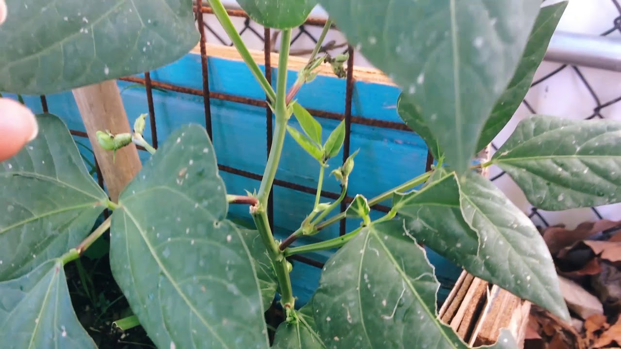 Planting and Harvesting Long Beans/ Bodi/ Yardlong Bean