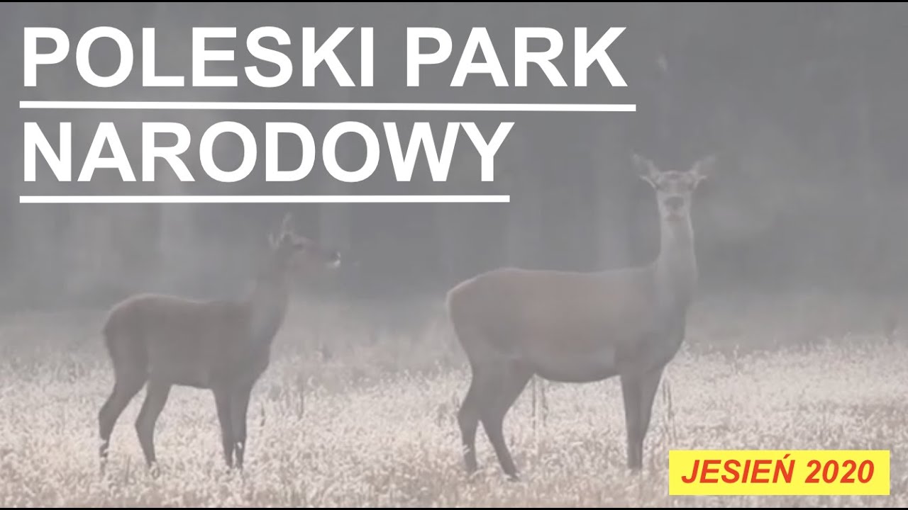 Poleski Park Narodowy - jesień 2020