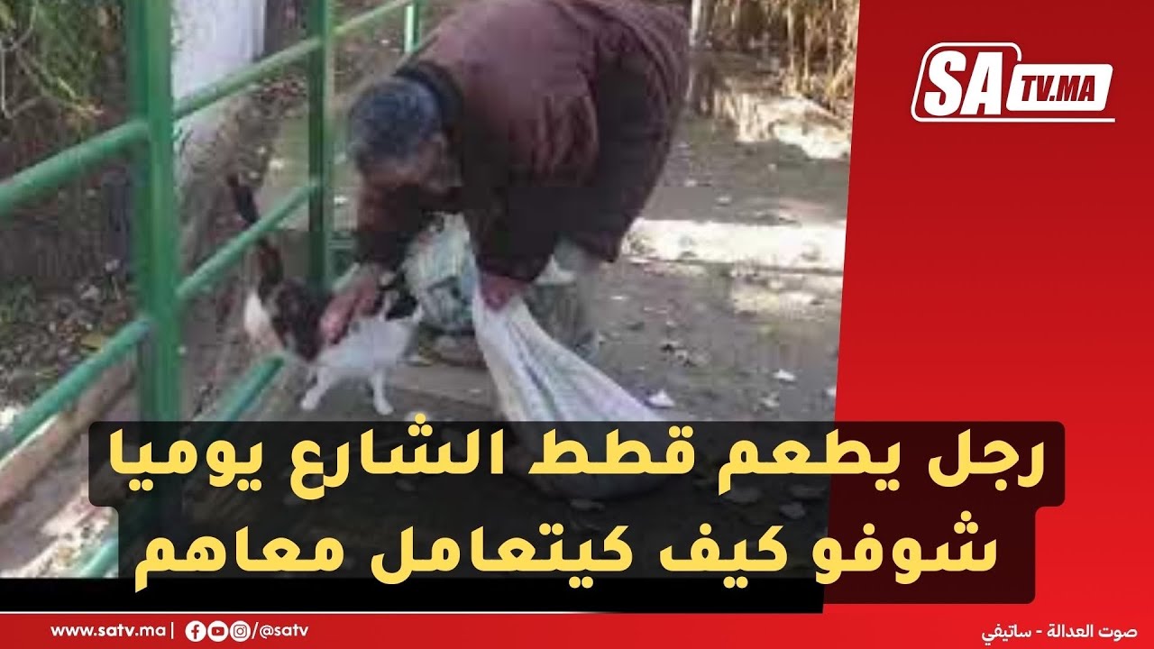 رجل يطعم قطط الشارع يوميا شوفو كيف كيتعامل معاهم