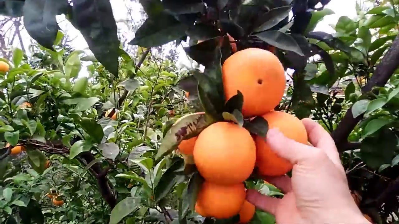 FRUTTIFICAZIONE DELL'ARANCIO DOPO POTATURA