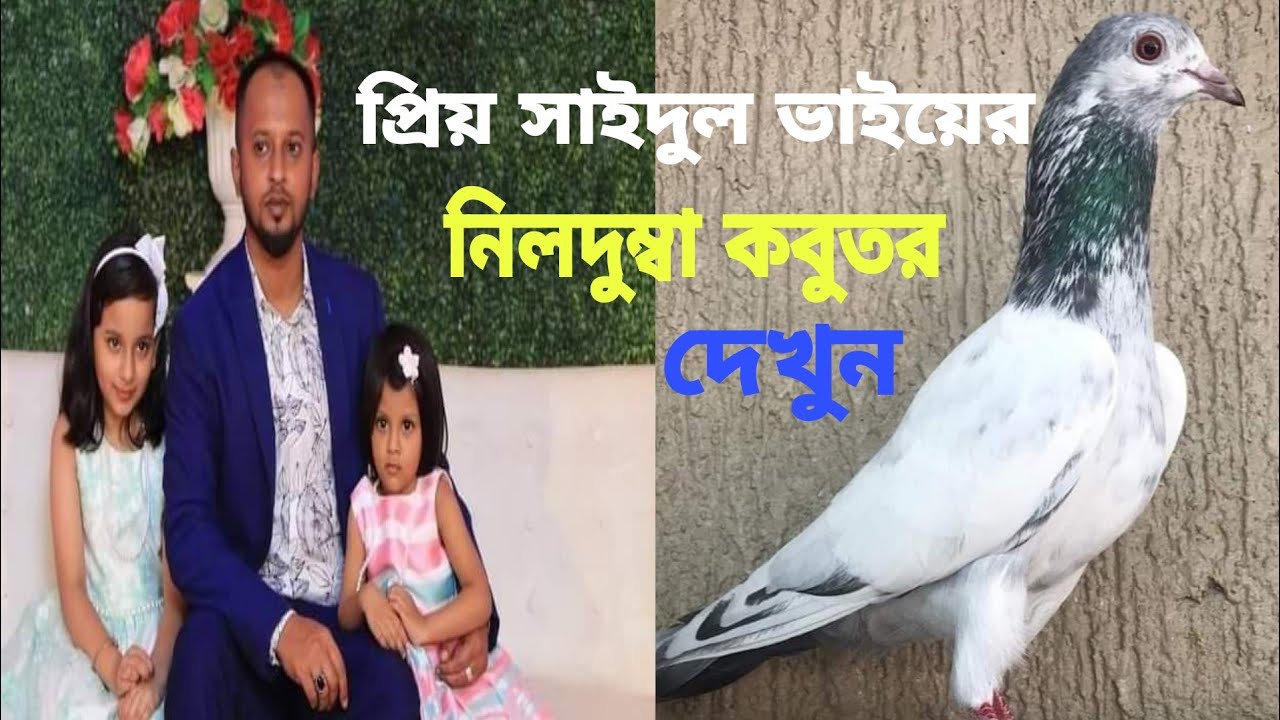 ভাল মানের নীল দুম্বা কবুতর দেখুন সিলেটের সাইদুল ভাইয়ের লপ্টে।Nil Dumba Pegion.
