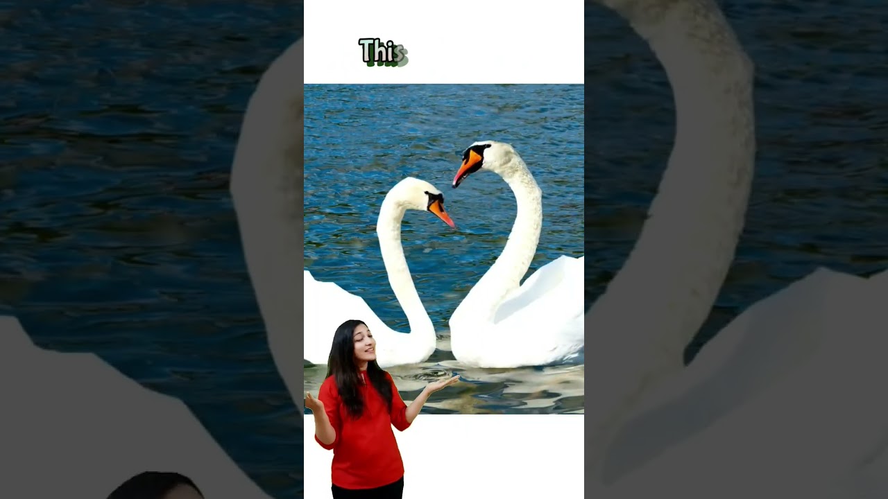 Color song | White color | Colors for kids | WATRstar #watrstar #colors #white