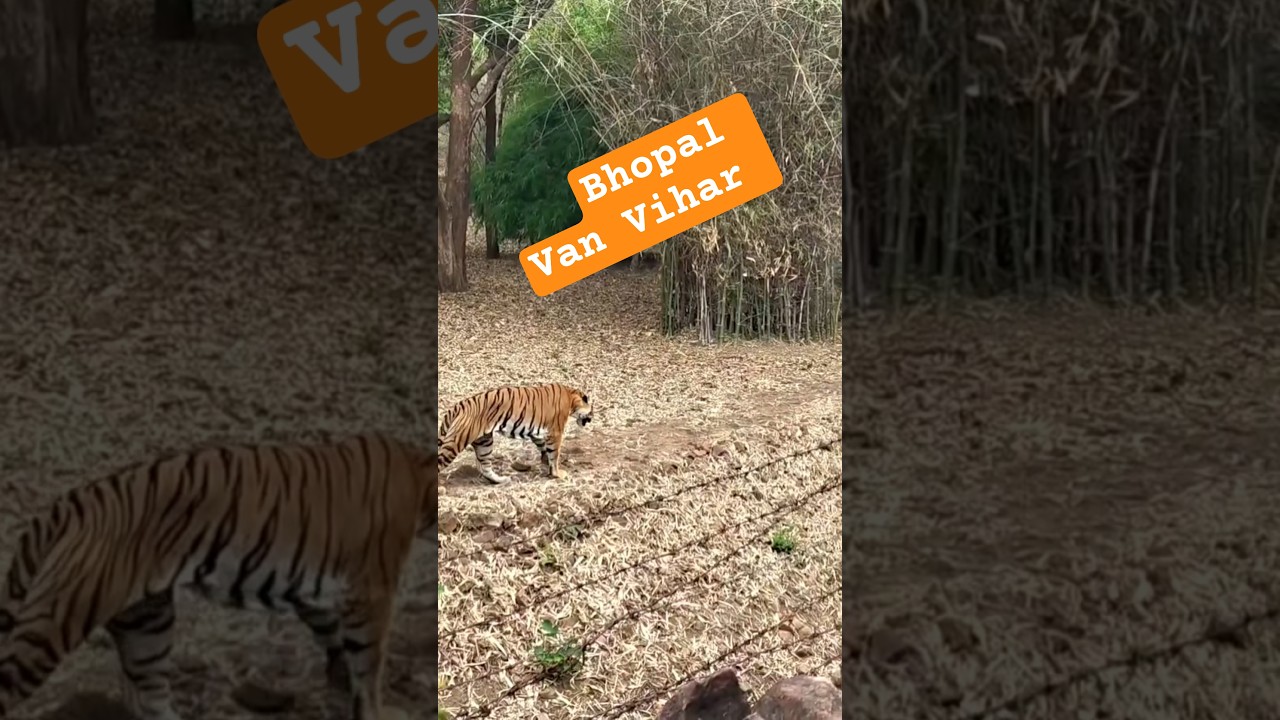 Bopal van vihar #bhopalvanvihar #vanvihar #viral