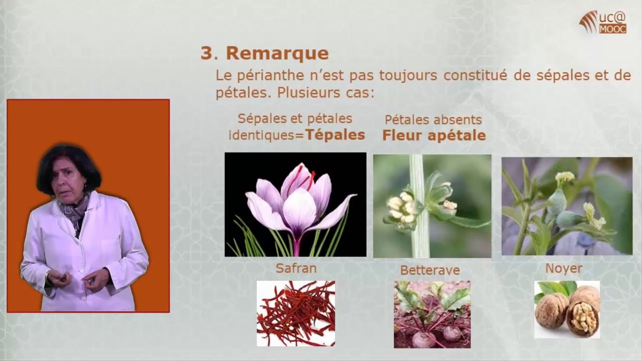 2.    B. Étude du périanthe