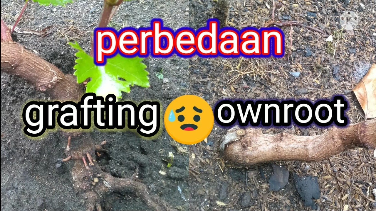 perbedaan pohon anggur ownroot dan grafting