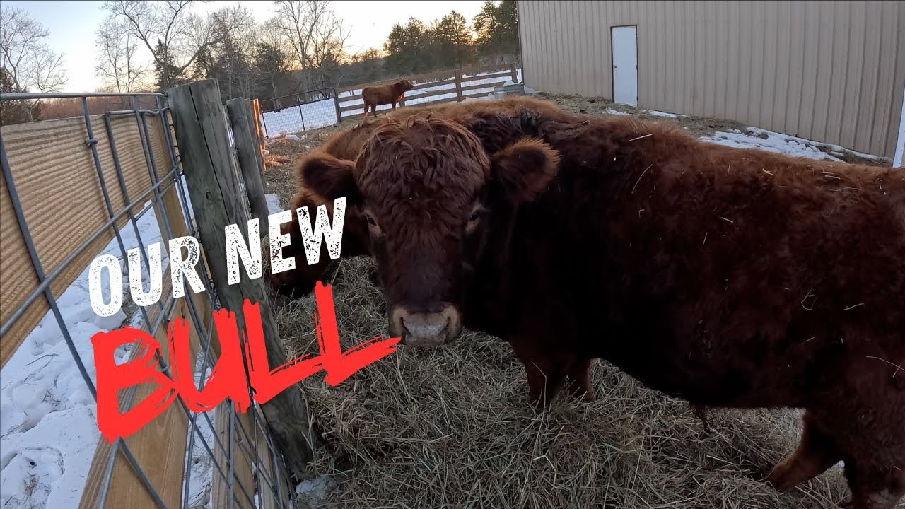 We Got a Dexter BULL