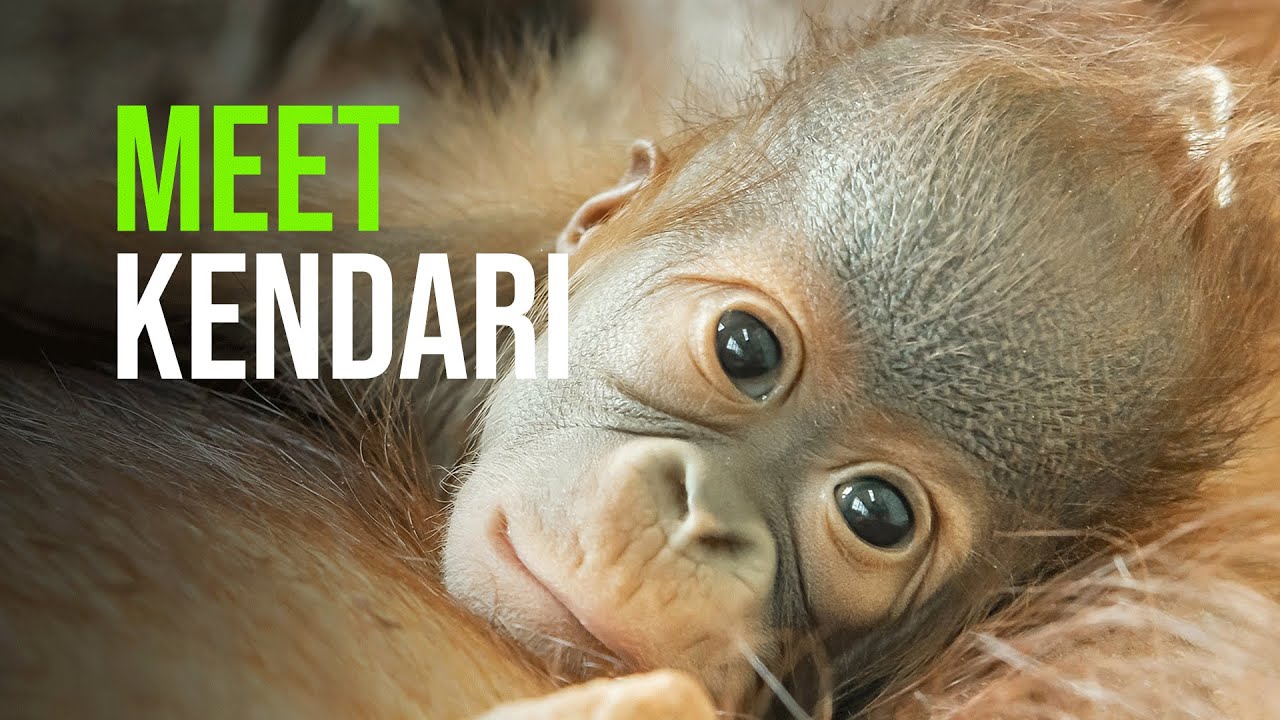 Orangutan Baby Girl Has A Name