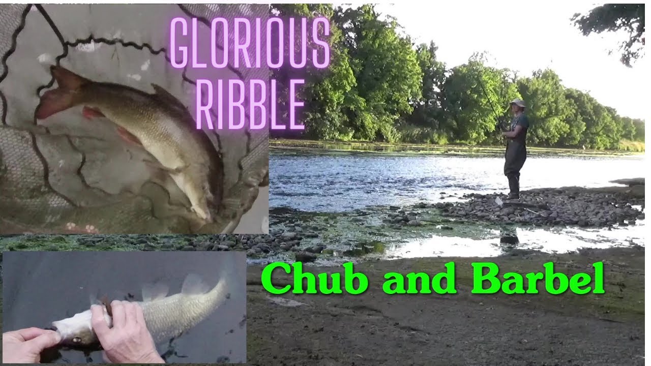 summer chub and barbel on the mighty River Ribble - UK coarse fishing