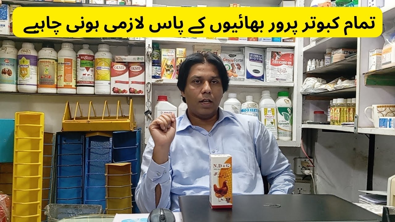 ND + G | Har Pigeons Lover ke lye bht zarori hai | 