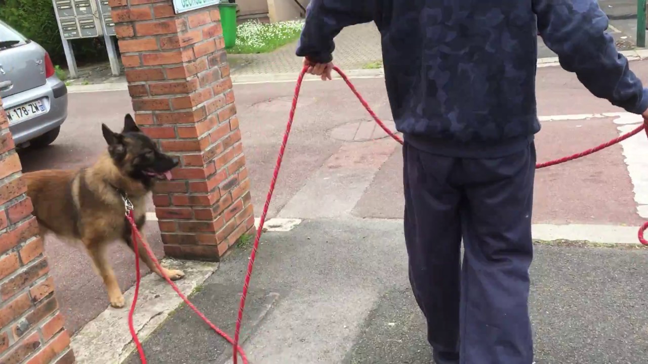 Mon chien a peur comment faire ? Part 1