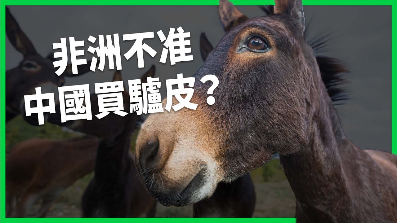 中國「阿膠熱」每年害死百萬隻驢 非洲偏鄉、婦女也受害？非洲聯盟祭出禁令 真能說禁就禁嗎？【TODAY 看世界】