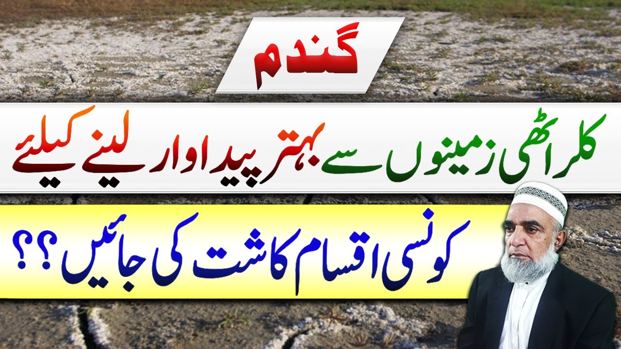 Which are best Wheat varieties for Salt affected Soil || Crop Reformer
