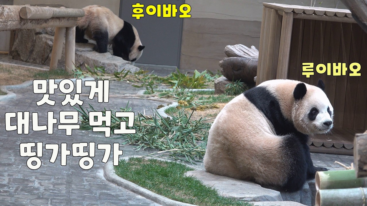맛있게 대나무 먹고 띵가띵가 노믐 루이와 후이 / 대나무 냠냠하고 물마시는 루틴 잘 배운 루이바오, 후이바오
