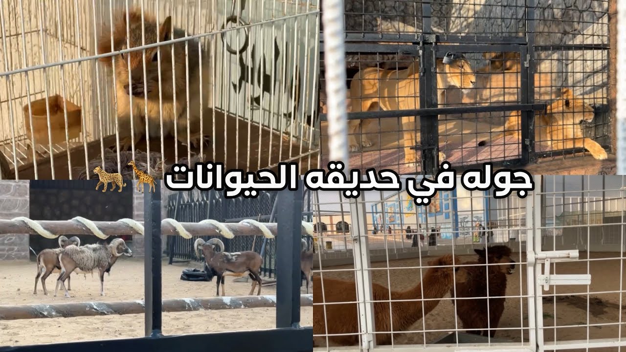جوله في حديقه الحيوانات 🦉🥹🥹!!