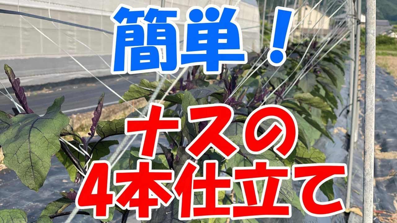 ナスの4本仕立ては始めてでもできます！最初さえしっかりしてればあとは紐でぐるぐるするだけ！