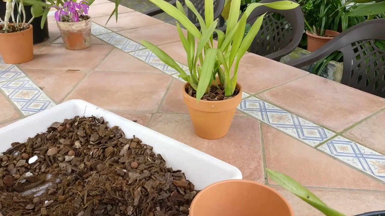 Cómo dividir una orquídea (Colmanara Massai red) Parte 1