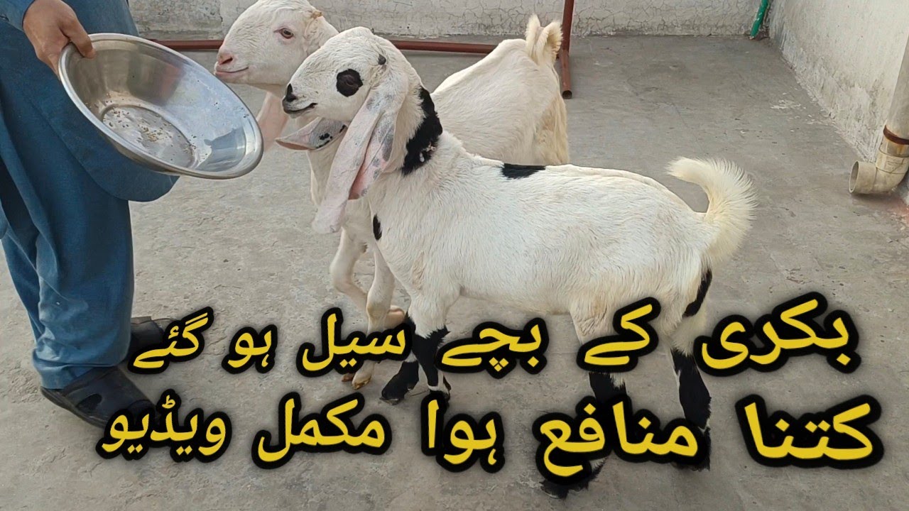 Alhumdulilah sold out ll The goat kids have been sold . How much profit was made ll