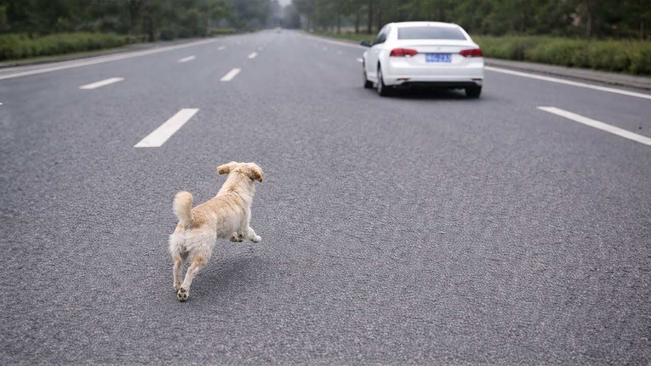 In Just One Week, This Stray Dog Ran 50 km Back to My Shop