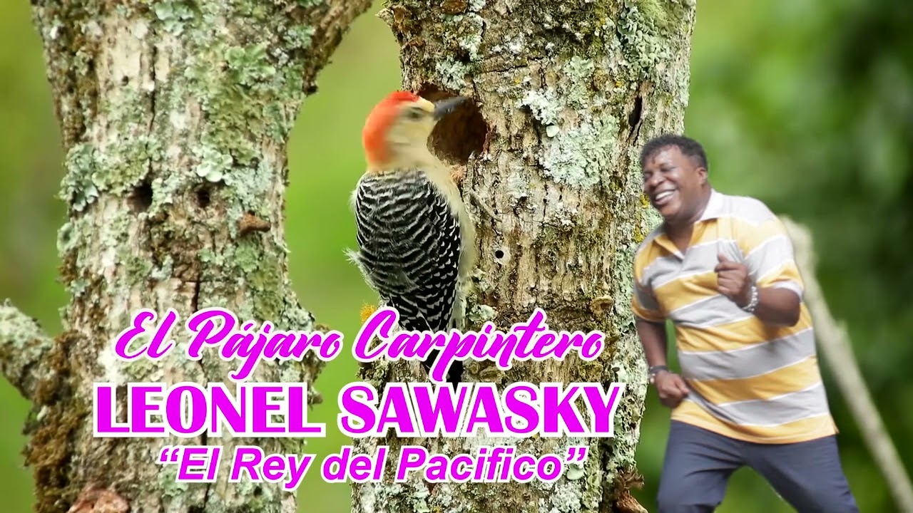 EL PAJARO CARPINTERO  - LEONEL SAWASKY El rey del pacifico