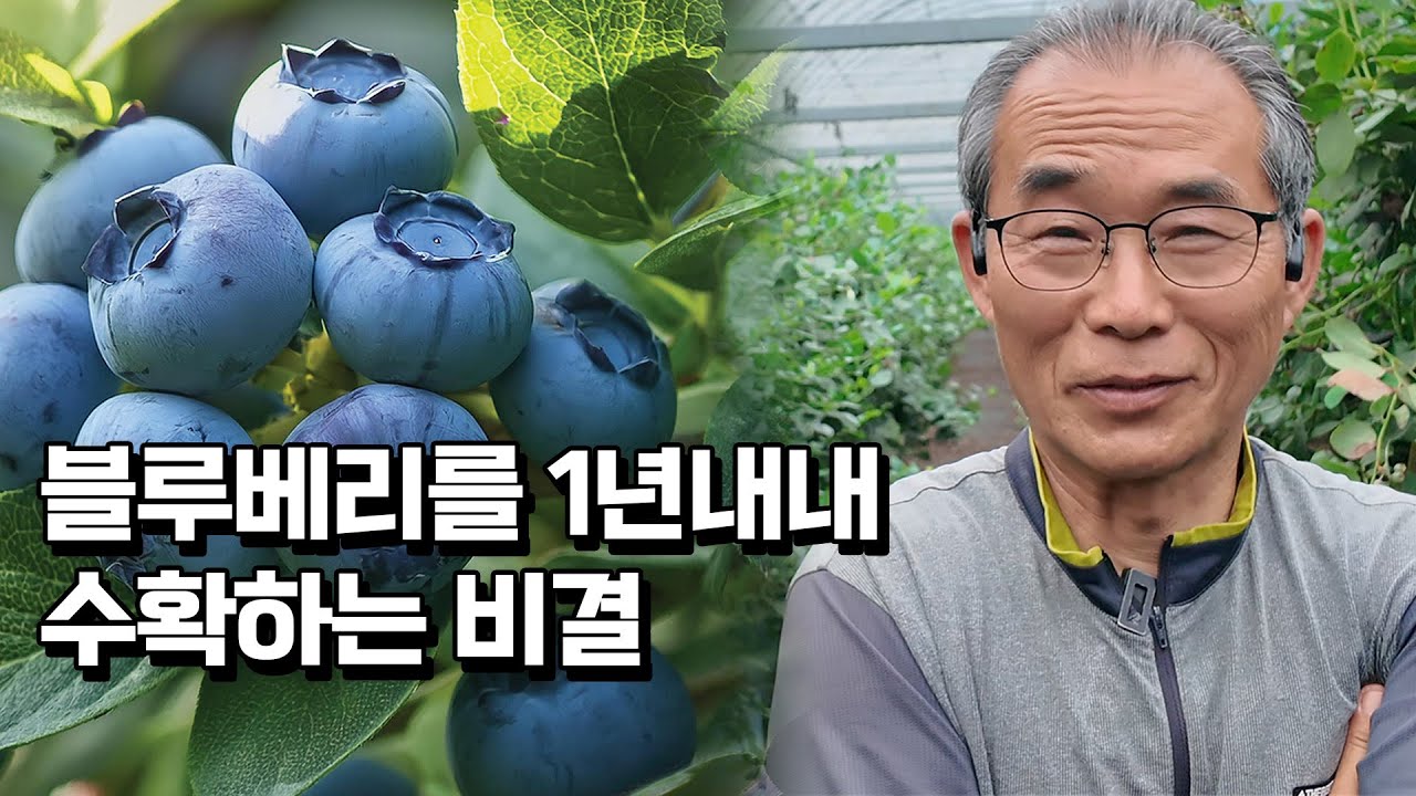 블루베리 40톤 수확하지만 물량이 절대적으로 부족한 이유