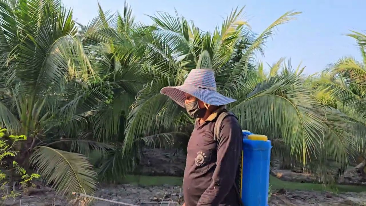 บำรุงต้นพร้อมปราบศัตรูพืช
