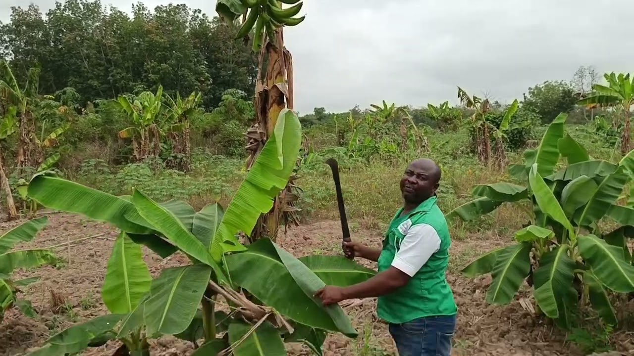 Comment eviter les voles dans vos plantations