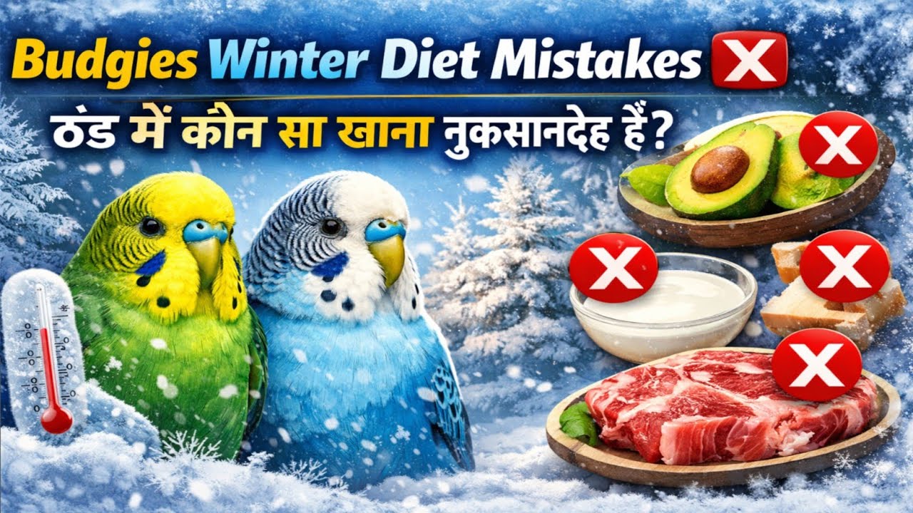 Budgies Winter ❄️ Diet Mistake ❌